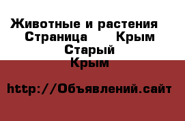  Животные и растения - Страница 12 . Крым,Старый Крым